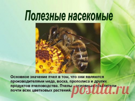 полезные насекомые