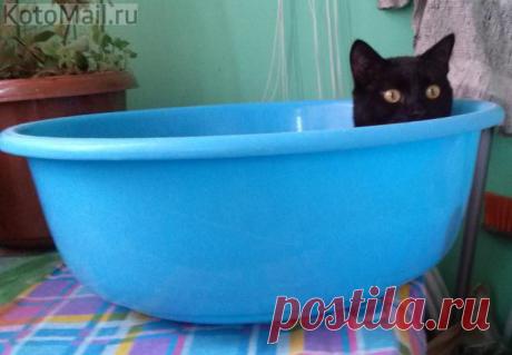 юмор | KotoMail.ru Глазки как огоньки!