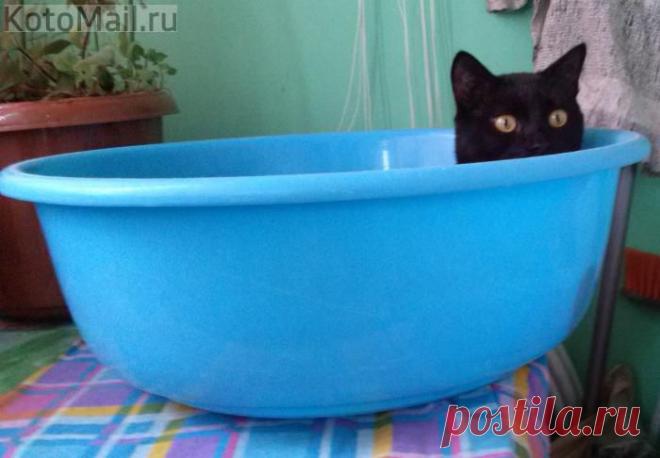 юмор | KotoMail.ru Глазки как огоньки!