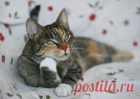 Топ-5 признаков того, что ваш кот обделен вниманием: реакция хозяина на поведение животного Демонстрация котом нехватки внимания и ласки. Действенный способ избавления от кошачьих ночных воплей. Как хозяину наладить отношения с питомцем. Важность общения с питомцем.