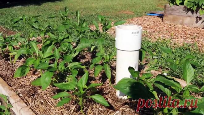 Как заставить компостных червей работать на вас. Делаем вермикомпостер из ПВХ трубы Садоводы и огородники со стажем знают о том, как полезны для почвы компостные черви типа калифорнийских. Они делают биогумус, на котором очень хорошо и быстро растут растения без внесения покупных удобрений. Традиционно строятся компостные ямы для производства червями биогумуса из отходов, после