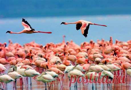 флора и фауна россии – Google Поиск