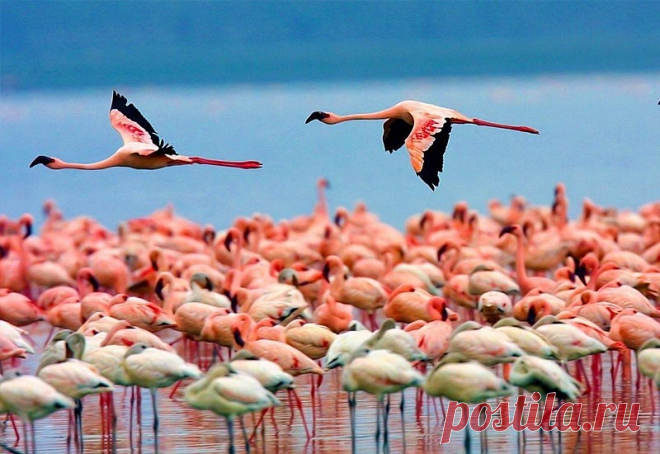 флора и фауна россии – Google Поиск