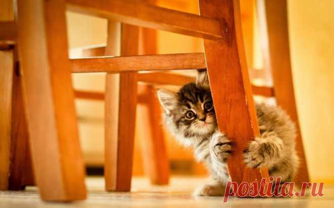 Кошачий день