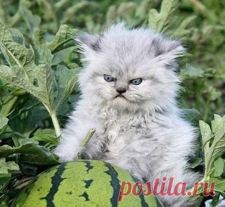 Ну и как его домой тащить?