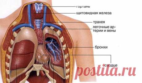Внутренние органы человека: расположение, значение