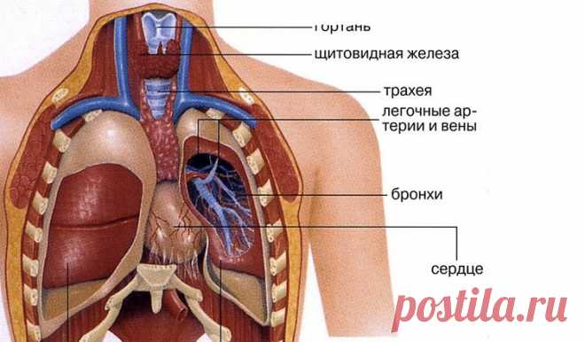 Внутренние органы человека: расположение, значение