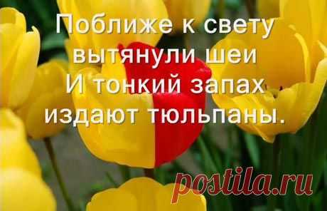 Клип о цветах Казахстана | Литература
