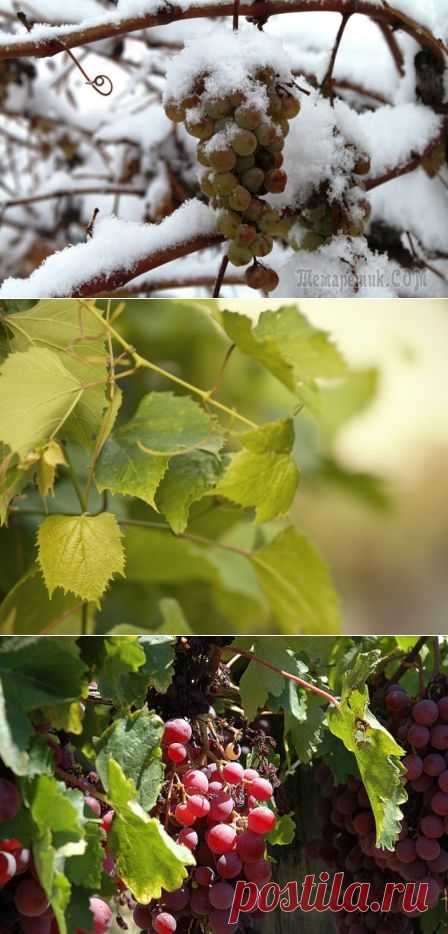 Как подготовить виноград к зиме правильно