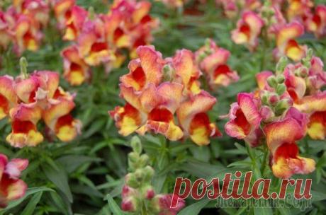 Львиный зев: классификация и способы выращивания