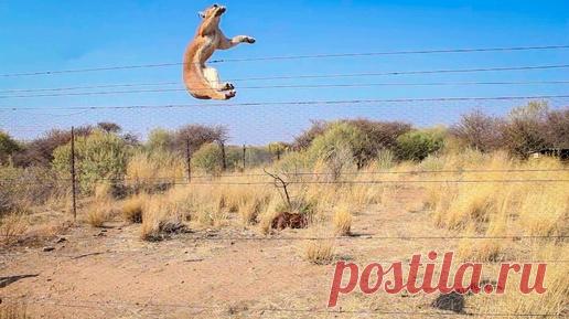 Невероятные прыжки животных во время охоты | Скай Топ | Дзен