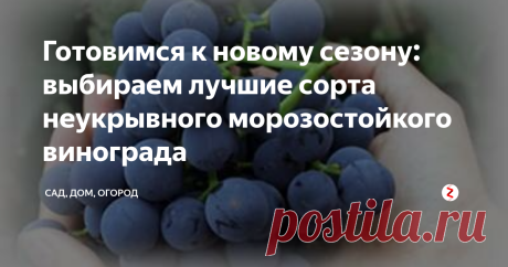 Готовимся к новому сезону: выбираем лучшие сорта неукрывного морозостойкого винограда Зима - самое время подумать о том, что мы будем сажать на участке весной. К примеру, можно выбрать сорта винограда, которые не боятся морозов.
Неукрывные сорта винограда можно смело назвать универсальными. Их ягоды можно есть как в свежем виде, так и использовать для консервации или приготовления отменного домашнего вина. Сорта, о которых я хочу рассказать, устойчивы не только к морозу, но и ко мн