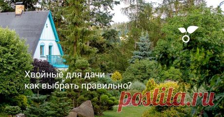Хвойные для дачи – как выбрать правильно? Хвойные растения – всесезонные, и с каждым годом становятся все популярнее. Однако, всегда есть проблемы выбора и ухода. Помогаем определиться и ухаживать.