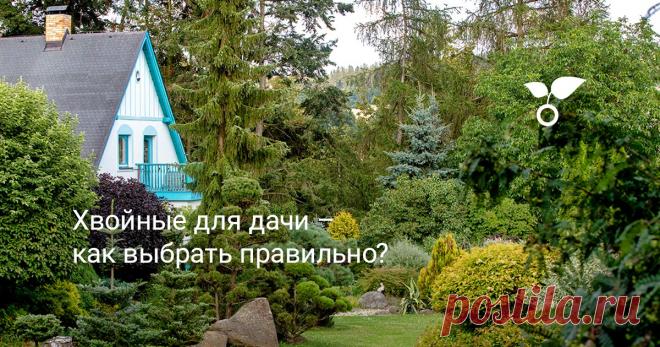Хвойные для дачи – как выбрать правильно? Хвойные растения – всесезонные, и с каждым годом становятся все популярнее. Однако, всегда есть проблемы выбора и ухода. Помогаем определиться и ухаживать.