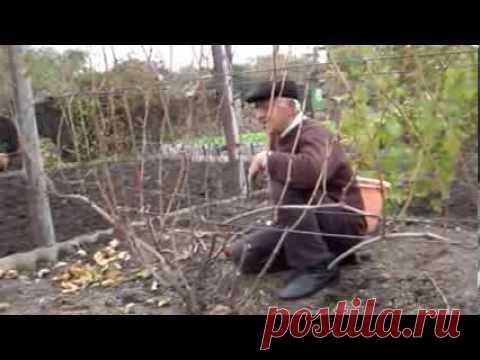 Одноклассники виноград обрезка