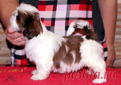 высокопородные щенки ши-тцу из питомника &quot;Чесвет Лайн&quot;