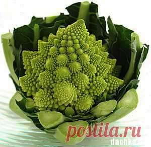 Выращивание капусты Романеско | Сад и огород, статьи для дачников