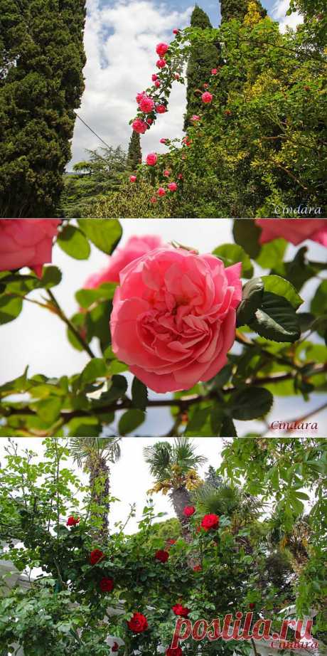 (+1) - Феерия ириса, Никитский ботанический сад в Ялте | САД НА ПОДОКОННИКЕ