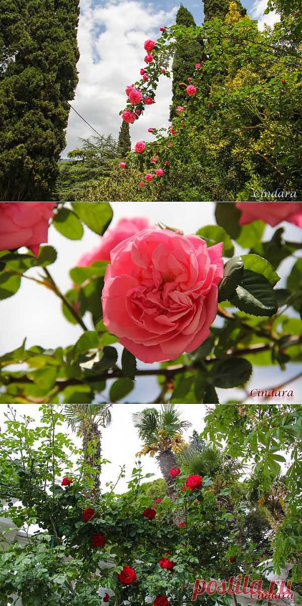 (+1) - Феерия ириса, Никитский ботанический сад в Ялте | САД НА ПОДОКОННИКЕ