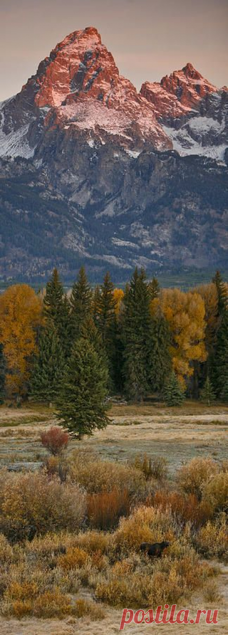 Grand Teton National Park, Wyoming. Photo: Drew Rush.  | A Cow Moose Enjoys Breakfast Print by Drew Rush