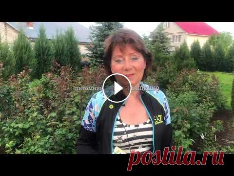 ОБРАБОТКА РОЗ от БОЛЕЗНЕЙ и ВРЕДИТЕЛЕЙ / УХОД за РОЗАМИ Питомник Растений Елены ИВАЩЕНКО тел.+7 (960) 162-73-90 (работает WhatsApp), адрес сайта В этом видео Елена Иващенко рассказывает об обработке роз от ...