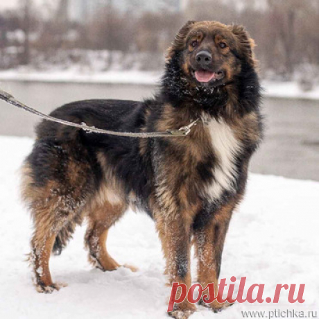 Кураж ищет дом и любящих хозяев — животные в дар | Птичка.ру