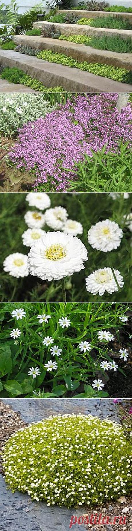 (+1) тема - Растения для дорожек и ступеней | 6 соток