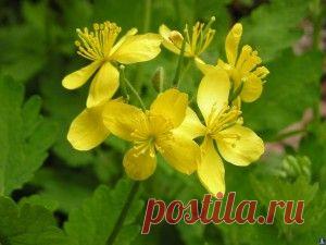 Лечебные свойства чистотела. Инструкция по применению чистотела в народной медицине