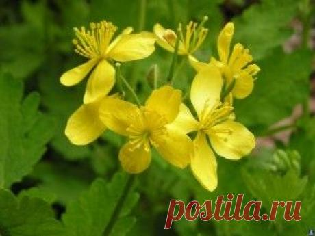 Лечебные свойства чистотела. Инструкция по применению чистотела в народной медицине