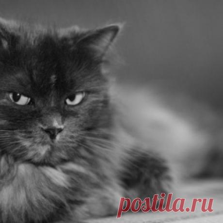 Долго ли кошки помнят обиду - МирТесен