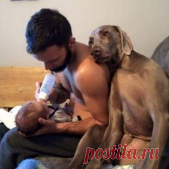 Примеры невероятной собачьей любви и преданности Собаки — удивительные создания. Им недостаточно быть просто сытыми и довольными, обязательно нужно, чтобы и хозяин был счастлив. И для этого они сделают все, что в их силах!