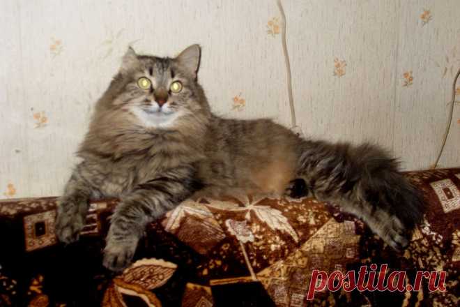 Моя Мурочка, ей уже 14 лет.