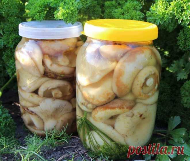 БАБУШКИНЫ РЕЦЕПТЫ ЗАСОЛКИ ГРУЗДЕЙ!

1. Грузди, соленые на зиму. простой рецепт без добавления специй.

Для того чтобы приготовить грузди по этому старому и простому рецепту, нужно взять:

Соль крупная - 250 грамм;
Грузди - 5 килограмм вымоченных грибов;
Собранные вами грузди нужно сначала хорошо почистить, убрать все места, которые вам 
кажутся подозрительными. Червивые участки нужно срезать, 
а также не оставлять те места, в которые есть проколы от хвои. 
После нужно отре...