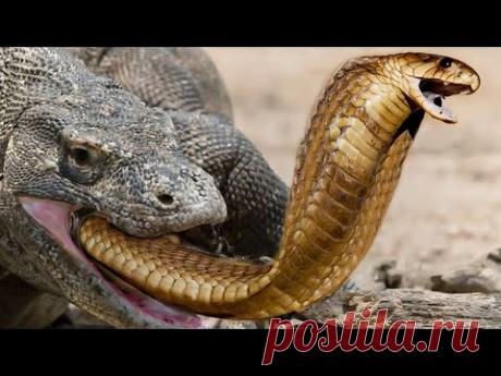 Его Боятся Самые Опасные Змеи в Мире – Гигантский Варан