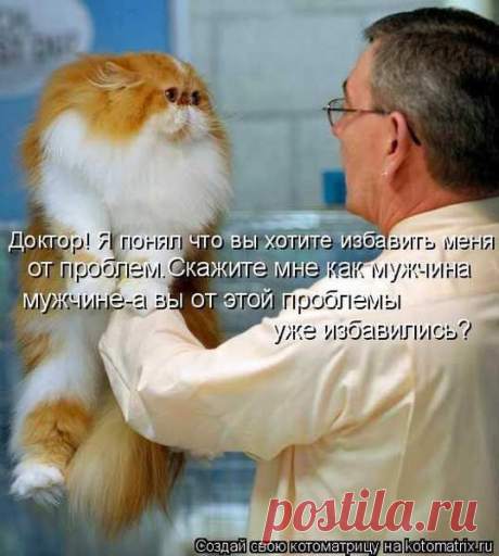 Нет проблем (котоматрица) | Обхохочешься