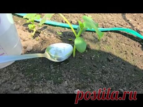 3 Капли и ОГУРЦОВ нарастает тонна, огурцы обильно заплодоносят и не будут болеть!