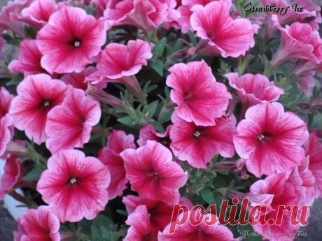 Петуния - хвастаемся цветущими растениями - Страница 11 - Форум цветоводов Фрау Флора