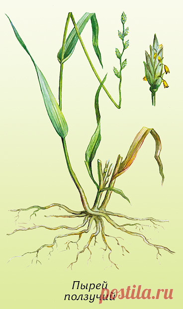 ПЫРЕЙ ....
ЦЕЛЕБНЫЕ СВОЙСТВА СОРНЯКА В ИСЦЕЛЕНИИ ОТ МНОГИХ ЗАБОЛЕВАНИЙ.....

________________
___________
Народные названия: корень-трава, собачья трава, червь-трава, житняк, собачий зуб, житец, понырь, ржанец, житвец, ортанец, дандур...


Пырей ползучий — самый известный и распространенный сорняк наших огородов. Все сорные растения обладают невероятной живучестью и плодовитостью, но пырей, пожалуй, один из рекордсменов, а все потому, что он размножается и семенами, и корн...