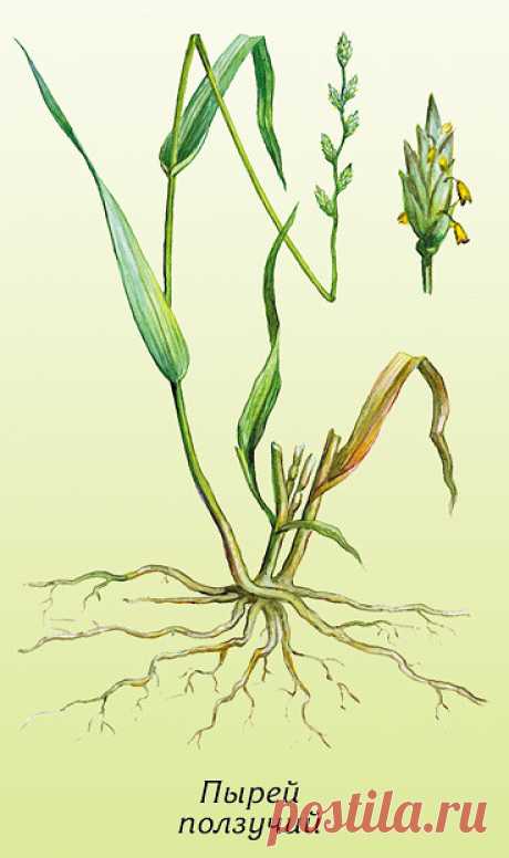 ПЫРЕЙ ....
ЦЕЛЕБНЫЕ СВОЙСТВА СОРНЯКА В ИСЦЕЛЕНИИ ОТ МНОГИХ ЗАБОЛЕВАНИЙ.....

________________
___________
Народные названия: корень-трава, собачья трава, червь-трава, житняк, собачий зуб, житец, понырь, ржанец, житвец, ортанец, дандур...


Пырей ползучий — самый известный и распространенный сорняк наших огородов. Все сорные растения обладают невероятной живучестью и плодовитостью, но пырей, пожалуй, один из рекордсменов, а все потому, что он размножается и семенами, и корн...
