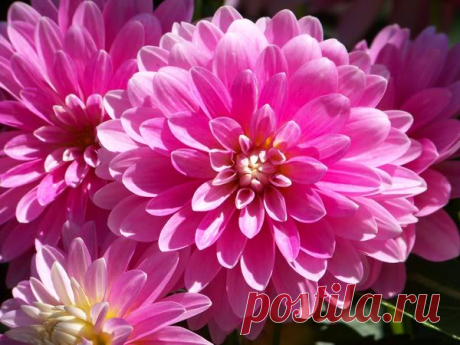 Dahlias photo by Aubryknight