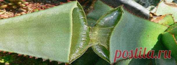 Волшебная смесь академика Филатова ДЛЯ СЛАБОГО ЗРЕНИЯ. | pokolenie-x.com