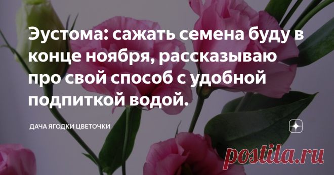 Эустома: сажать семена буду в конце ноября, рассказываю про свой способ с удобной подпиткой водой. фото автора
Эустома, ирландская роза, цветет до заморозков, за это и свою красоту так популярна у многих дачников. В то же время цветок относится к туговсхожим и нужен определенный опыт при посеве семян. Пробовала сажать и в торфяные таблетки, и просто в плошку, а остановилась на контейнере с прозрачной крышкой.
Почву для посадки эустомы или готовлю с осени, или покупаю в садовом магазине грунт