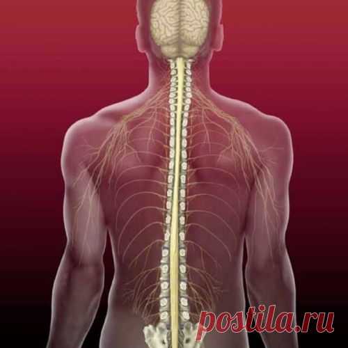 Взгляд тибетской медицины на заболевания нервной системы человека