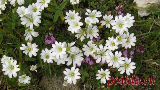 Ясколка биберштейна войлочная и серебристая выращивание из семян Посадка и уход в открытом грунте