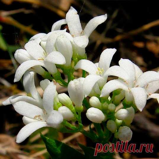 Лекарственное растение Ясменник душистый (Galium odoratum). Многолетнее растение, высотой 10-20, иногда до 30 см. Стебель г гладкий, 4-гранный. Листья темно-зеленые, ланцетные, заостренные, с жестким краем и килем, собраны в мутовки по 6-8. Белые цветки с 4-членным воронковидным венчиком, концы лепестков которого распростерты, собраны в ложные зонтики с длинными цветоножками. У похожего, но более крупного подмаренника лесного (Galium silvaticum) круглый цветонос несет очень рыхлую метелку.