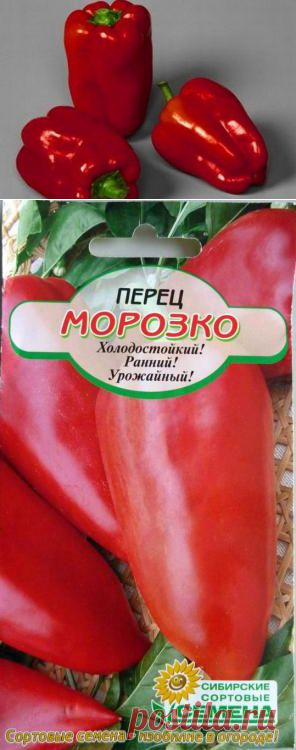 Перец "Морозко" и его выращивание
