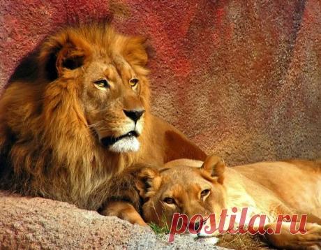 Фото Без названия. Альбом ЦАРЬ ЗВЕРЕЙ - 50 фото. Фотографии ⊰✿⊱ ОЛЬГА ⊰✿⊱.