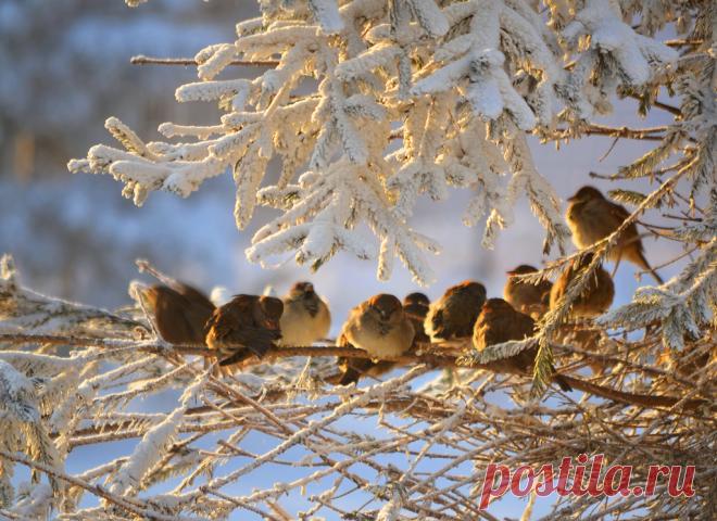 Интересные факты о тех, кто всегда рядом: о воробьях!