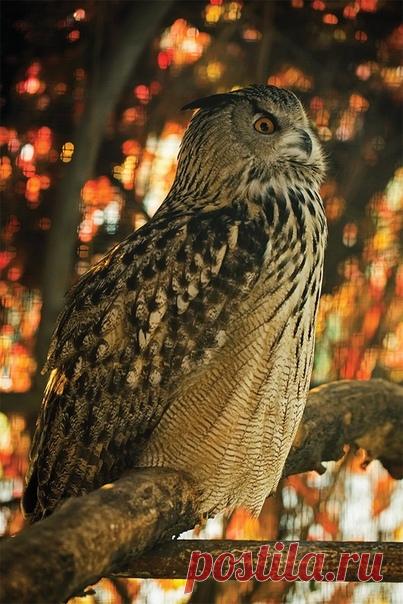 Важный филин в объективе Ирины Костиковой (nat-geo.ru/community/user/192868/).