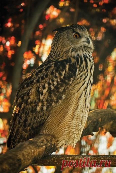 Важный филин в объективе Ирины Костиковой (nat-geo.ru/community/user/192868/).